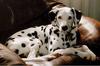 Dog - Dalmatian (Canis lupus familiaris)