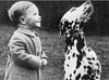 Dog - Dalmatian (Canis lupus familiaris)