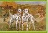 Dog - Dalmatian (Canis lupus familiaris)