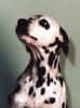 Dog - Dalmatian (Canis lupus familiaris)