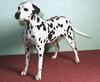 Dog - Dalmatian (Canis lupus familiaris)