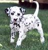 Dog - Dalmatian (Canis lupus familiaris)