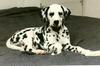 Dog - Dalmatian (Canis lupus familiaris)