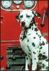 Dog - Dalmatian (Canis lupus familiaris)