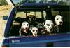 Dogs - Dalmatian (Canis lupus familiaris)