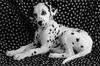 Dog - Dalmatian puppy (Canis lupus familiaris)