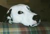 Dog - Dalmatian (Canis lupus familiaris)