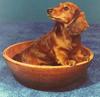 Dog - Dachshund (Canis lupus familiaris)