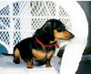 Dog - Dachshund (Canis lupus familiaris)