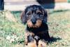 Dog - Dachshund (Canis lupus familiaris)