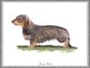 [Painting] Dog - Dachshund/Zwerg-Teckel (Canis lupus familiaris)