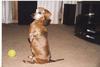 Dog - Dachshund (Canis lupus familiaris)