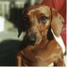 Dog - Dachshund (Canis lupus familiaris)