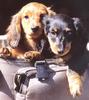 Dogs - Dachshund (Canis lupus familiaris)