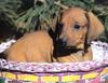 Dog - Dachshund (Canis lupus familiaris)