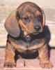 Dog - Dachshund (Canis lupus familiaris)