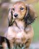 Dog - Dachshund (Canis lupus familiaris)