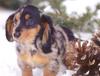 Dog - Dachshund (Canis lupus familiaris)