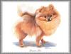 [Painting] Dog - German Spitz (Canis lupus familiaris)