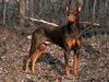 Dog - Doberman Pinscher (Canis lupus familiaris)
