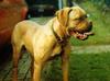 Dog - Dogue De Bordeaux/French Mastiff (Canis lupus familiaris)