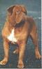 Dog - Dogue De Bordeaux/French Mastiff (Canis lupus familiaris)