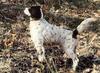 Dog - English Setter (Canis lupus familiaris)