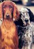 Dog - English Setter (Canis lupus familiaris)