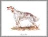 [Painting] Dog - English Setter (Canis lupus familiaris)