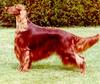 Dog - Irish Setter (Canis lupus familiaris)