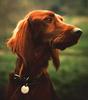 Dog - Irish Setter (Canis lupus familiaris)