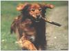 Dog - Irish Setter (Canis lupus familiaris)