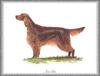 [Painting] Dog - Irish Setter (Canis lupus familiaris)