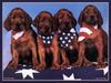 Dogs - Irish Setter puppies (Canis lupus familiaris)