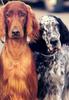 Dogs - Irish Setter (Canis lupus familiaris)