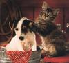 Puppy (Canis lupus familiaris) with kitten