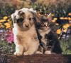 Puppy (Canis lupus familiaris) with kitten