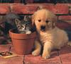 Puppy (Canis lupus familiaris) with kitten