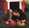 Puppy (Canis lupus familiaris) with kitten