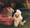 Puppy (Canis lupus familiaris) with kitten