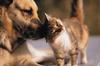 Shepherd (Canis lupus familiaris) with kitten