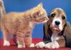 Puppy (Canis lupus familiaris) with kitten