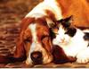 Puppy (Canis lupus familiaris) with kitten