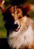 Dog - Collie (Canis lupus familiaris)