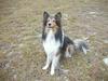 Dog - Collie (Canis lupus familiaris)