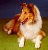 Dog - Collie (Canis lupus familiaris)