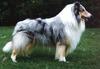 Dog - Collie (Canis lupus familiaris)