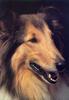 Dog - Collie (Canis lupus familiaris)