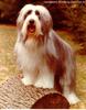 Dog - Bearded Collie (Canis lupus familiaris)