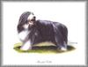 [Painting] Dog - Bearded Collie (Canis lupus familiaris)